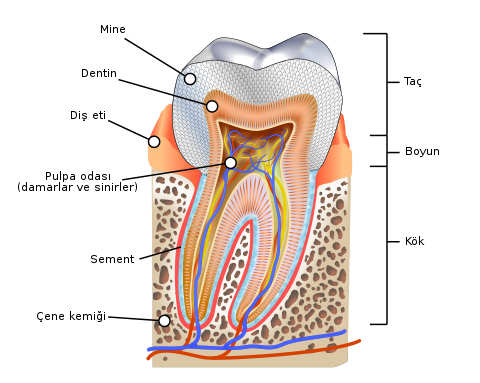 Diş pulpası infograf